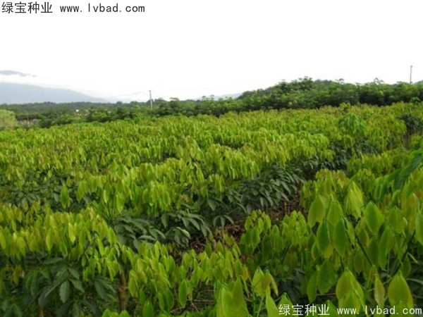 橡膠樹<a href='http://www.hn123.net.cn/' target='_blank'>種子</a>