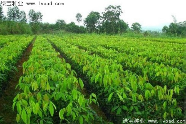 橡膠樹<a href='http://www.hn123.net.cn/' target='_blank'>種子</a>