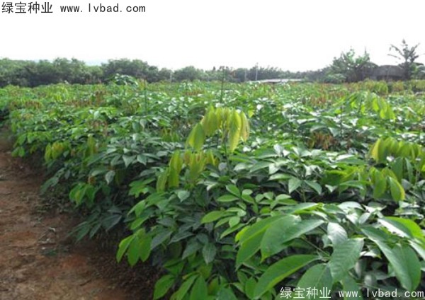 橡膠樹種子