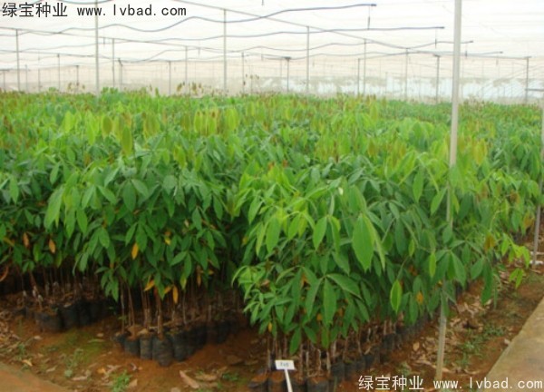 橡膠樹種子