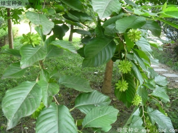 喜樹<a href='http://www.hn123.net.cn/' target='_blank'>種子</a>