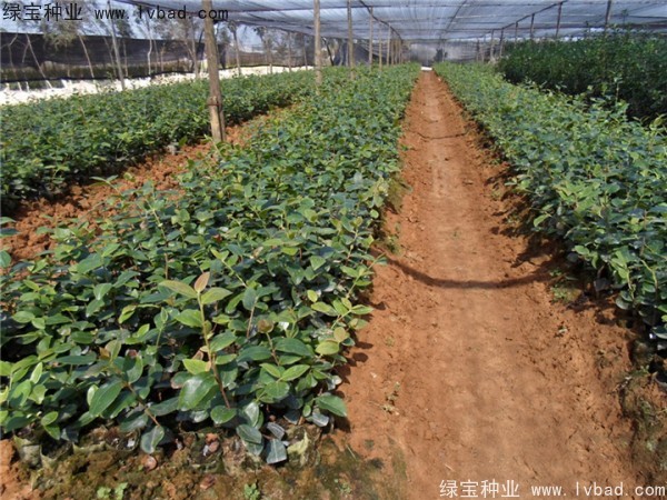 <a href='http://www.hn123.net.cn/linmuzhongzi/2252.html' target='_blank'>油茶</a><a href='http://www.hn123.net.cn/' target='_blank'>種子</a>