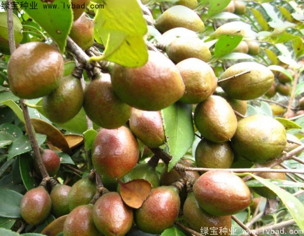 油茶<a href='http://www.hn123.net.cn/' target='_blank'>種子</a>