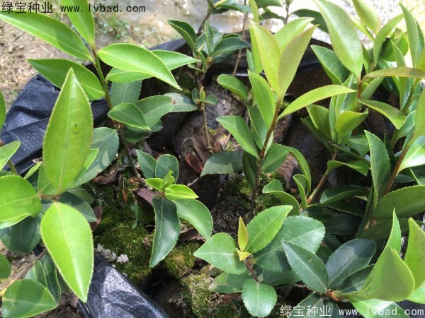 <a href='http://www.hn123.net.cn/linmuzhongzi/2252.html' target='_blank'>油茶種子</a>