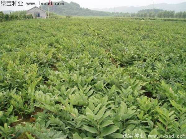 玉竹<a href='http://www.hn123.net.cn/' target='_blank'>種子</a>