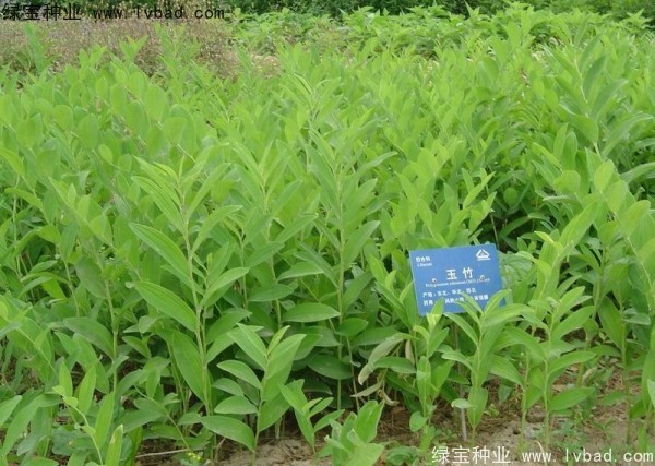<a href='http://www.hn123.net.cn/linmuzhongzi/2254.html' target='_blank'>玉竹種子</a>