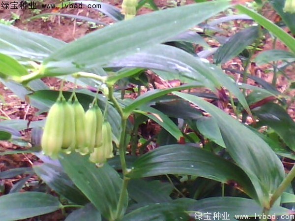 <a href='http://www.hn123.net.cn/linmuzhongzi/2254.html' target='_blank'>玉竹種子</a>
