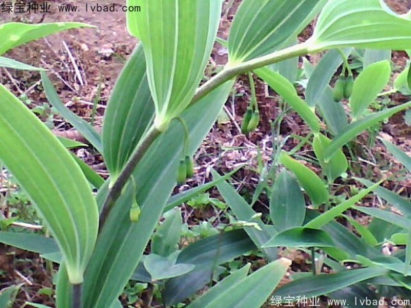 玉竹<a href='http://www.hn123.net.cn/' target='_blank'>種子</a>