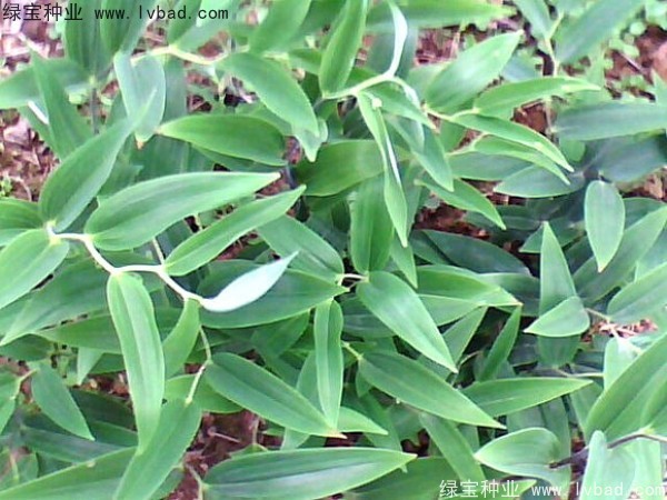 玉竹<a href='http://www.hn123.net.cn/' target='_blank'>種子</a>