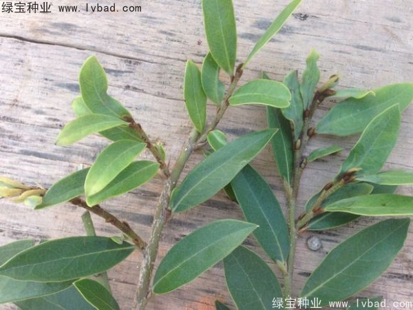 <a href='http://www.hn123.net.cn/linmuzhongzi/2255.html' target='_blank'>蚊母種子</a>