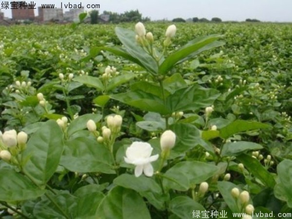 <a href='http://www.hn123.net.cn/linmuzhongzi/2258.html' target='_blank'>茉莉花種子</a>