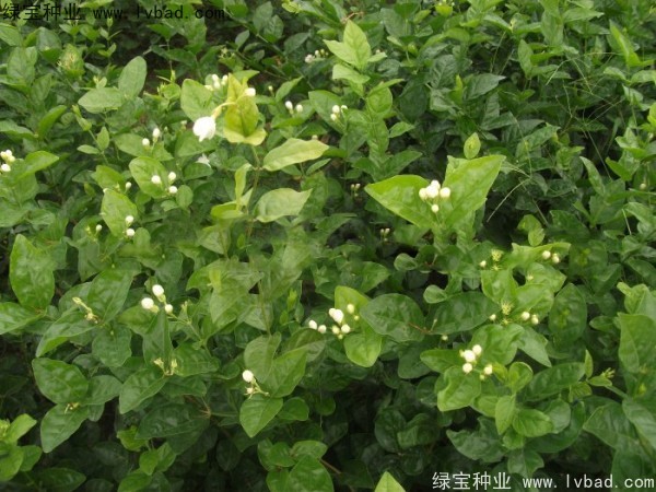 <a href='http://www.hn123.net.cn/linmuzhongzi/2258.html' target='_blank'>茉莉花種子</a>