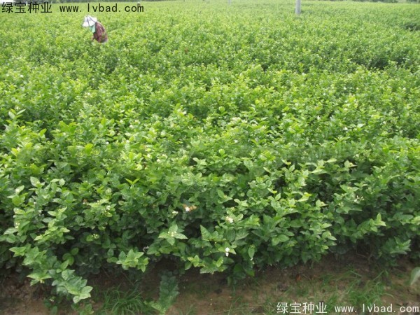 茉莉花<a href='http://www.hn123.net.cn/' target='_blank'>種子</a>