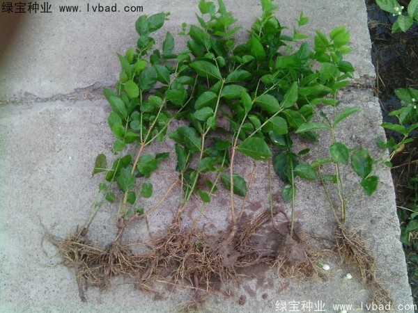 <a href='http://www.hn123.net.cn/linmuzhongzi/2258.html' target='_blank'>茉莉花種子</a>