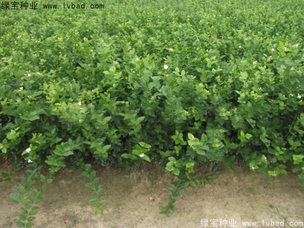 茉莉花<a href='http://www.hn123.net.cn/' target='_blank'>種子</a>