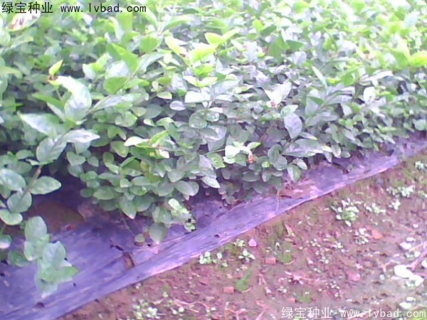 茉莉花<a href='http://www.hn123.net.cn/' target='_blank'>種子</a>