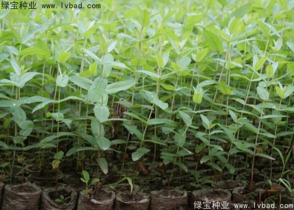 桉樹<a href='http://www.hn123.net.cn/' target='_blank'>種子</a>