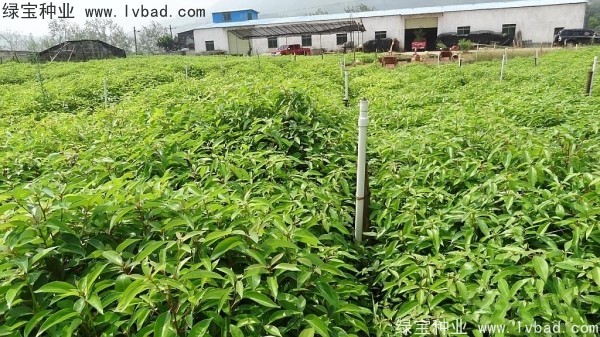 <a href='http://www.hn123.net.cn/linmuzhongzi/2259.html' target='_blank'>桉樹種子</a>