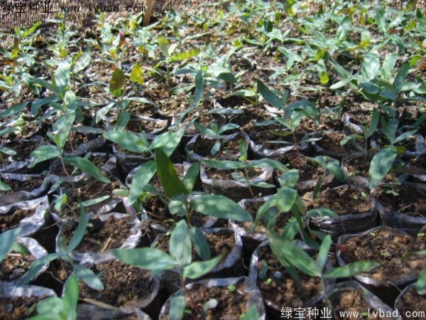 <a href='http://www.hn123.net.cn/linmuzhongzi/2259.html' target='_blank'>桉樹</a><a href='http://www.hn123.net.cn/' target='_blank'>種子</a>