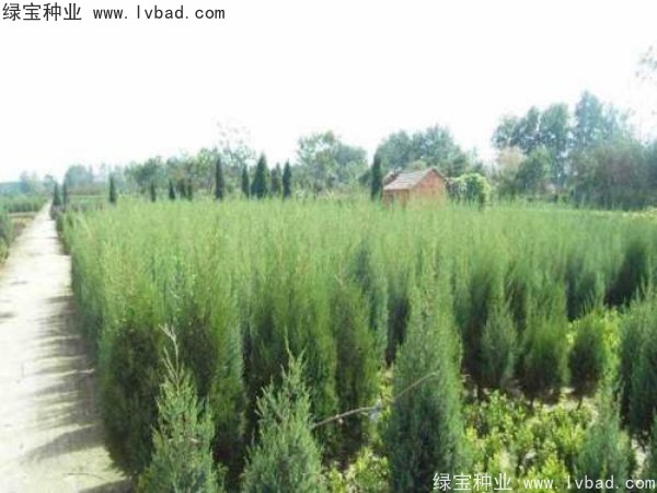 柏木<a href='http://www.hn123.net.cn/' target='_blank'>種子</a>