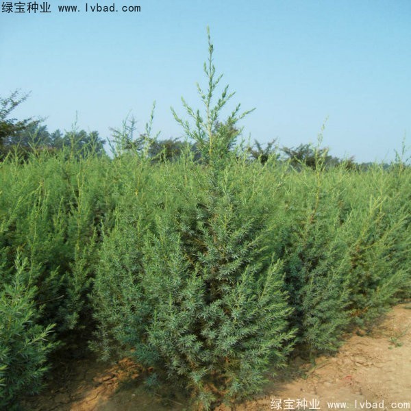 <a href='http://www.hn123.net.cn/linmuzhongzi/2260.html' target='_blank'>柏木種子</a>