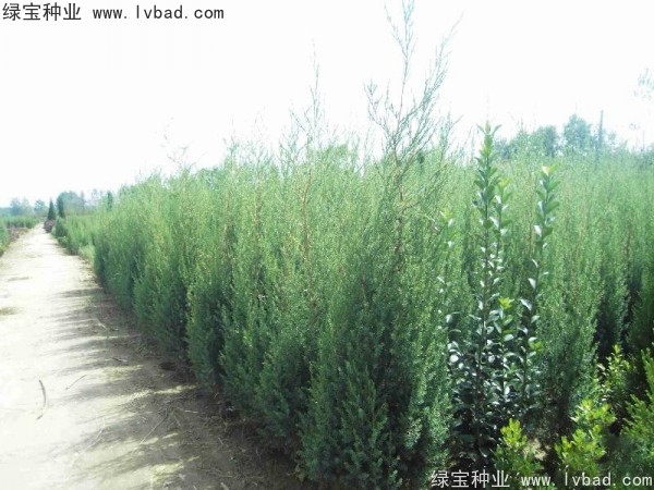 <a href='http://www.hn123.net.cn/linmuzhongzi/2260.html' target='_blank'>柏木種子</a>