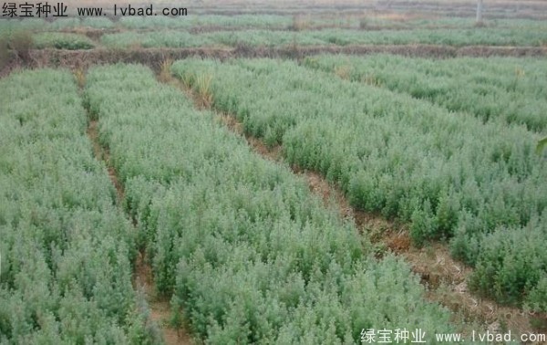 <a href='http://www.hn123.net.cn/linmuzhongzi/2260.html' target='_blank'>柏木種子</a>