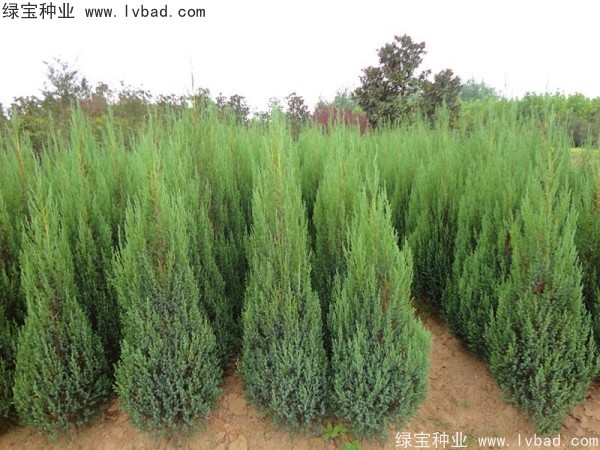 柏木<a href='http://www.hn123.net.cn/' target='_blank'>種子</a>