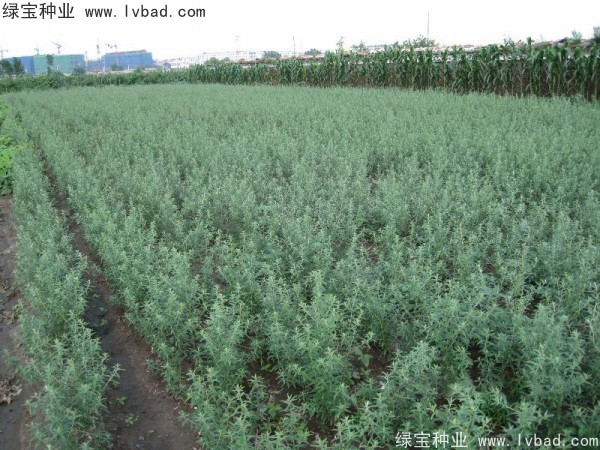 <a href='http://www.hn123.net.cn/linmuzhongzi/2261.html' target='_blank'>刺柳種子</a>