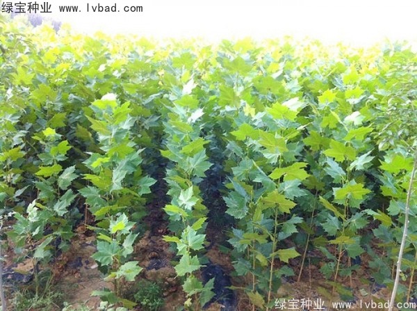 <a href='http://www.hn123.net.cn/linmuzhongzi/2262.html' target='_blank'>法桐種子</a>