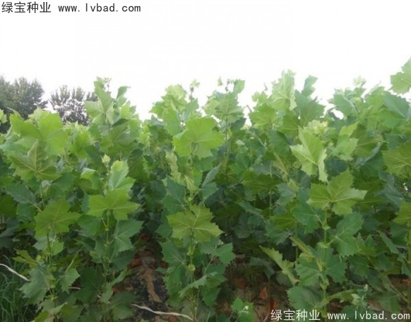 <a href='http://www.hn123.net.cn/linmuzhongzi/2262.html' target='_blank'>法桐種子</a>