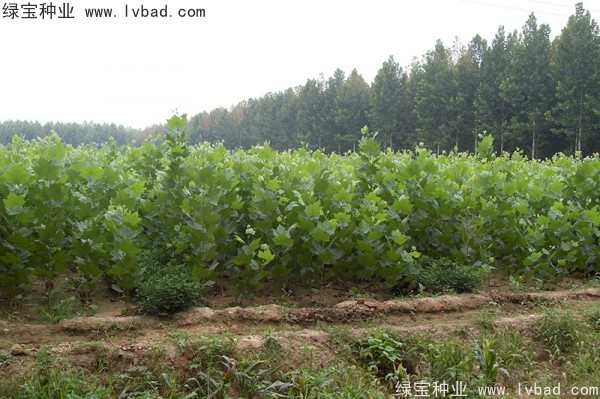 <a href='http://www.hn123.net.cn/linmuzhongzi/2262.html' target='_blank'>法桐</a>