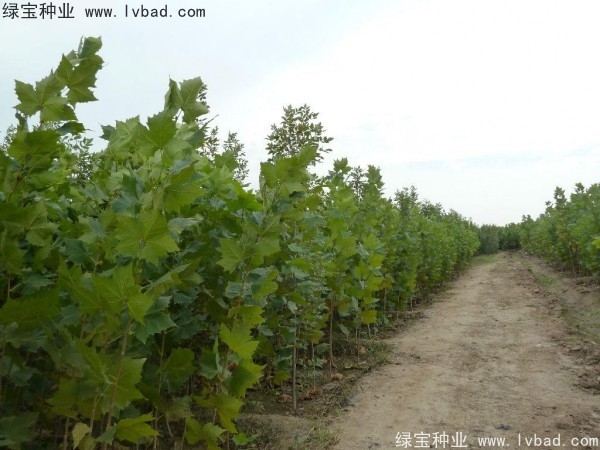 法桐<a href='http://www.hn123.net.cn/' target='_blank'>種子</a>