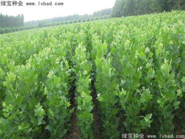 <a href='http://www.hn123.net.cn/linmuzhongzi/2262.html' target='_blank'>法桐種子</a>