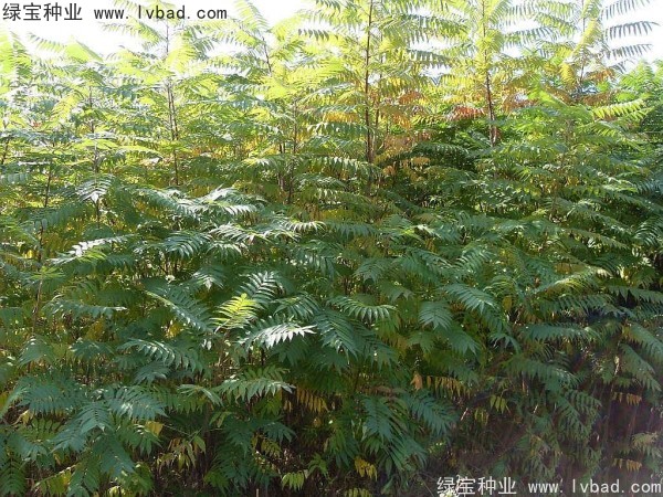 <a href='http://www.hn123.net.cn/linmuzhongzi/2263.html' target='_blank'>火炬種子</a>