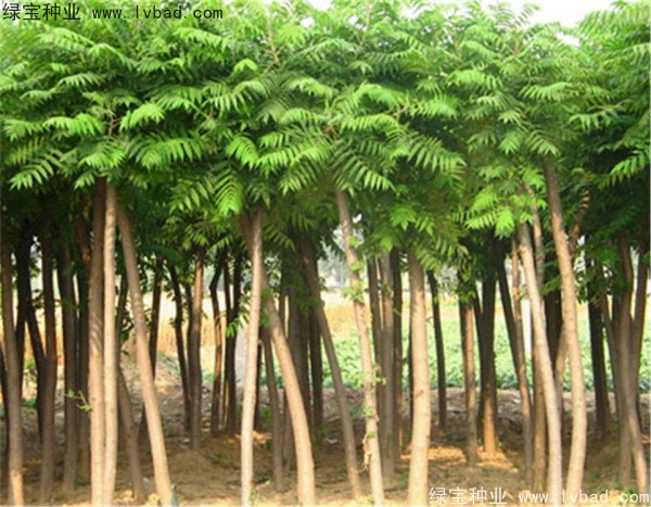 <a href='http://www.hn123.net.cn/linmuzhongzi/2263.html' target='_blank'>火炬種子</a>