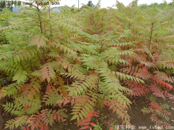 火炬<a href='http://www.hn123.net.cn/' target='_blank'>種子</a>