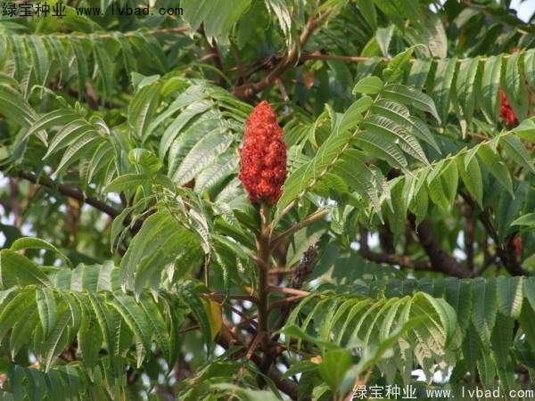 火炬<a href='http://www.hn123.net.cn/' target='_blank'>種子</a>