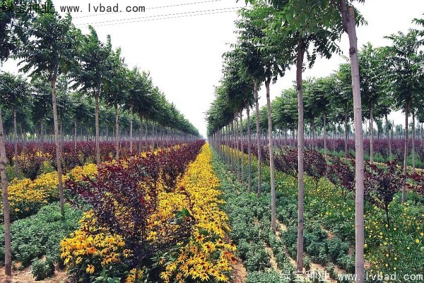 <a href='http://www.hn123.net.cn/linmuzhongzi/2263.html' target='_blank'>火炬種子</a>
