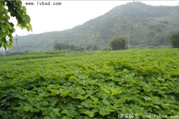 麻瘋樹(shù)<a href='http://www.hn123.net.cn/' target='_blank'>種子</a>