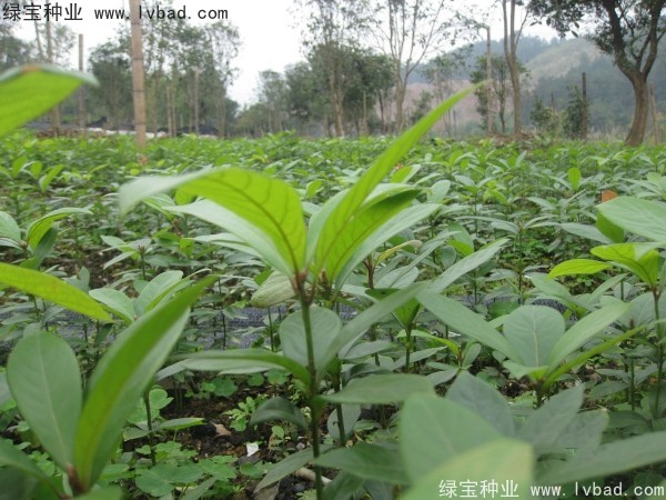 <a href='http://www.hn123.net.cn/linmuzhongzi/2266.html' target='_blank'>楠木種子</a>