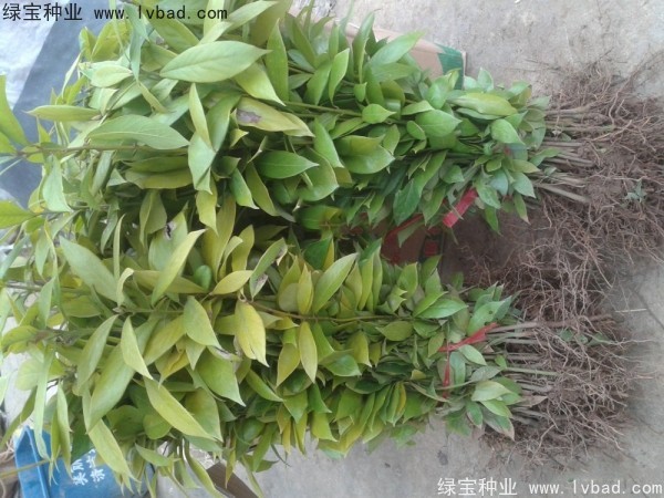 <a href='http://www.hn123.net.cn/linmuzhongzi/2266.html' target='_blank'>楠木種子</a>