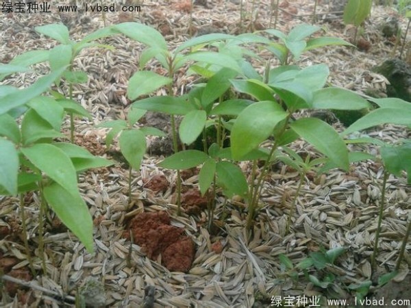 楠木<a href='http://www.hn123.net.cn/' target='_blank'>種子</a>