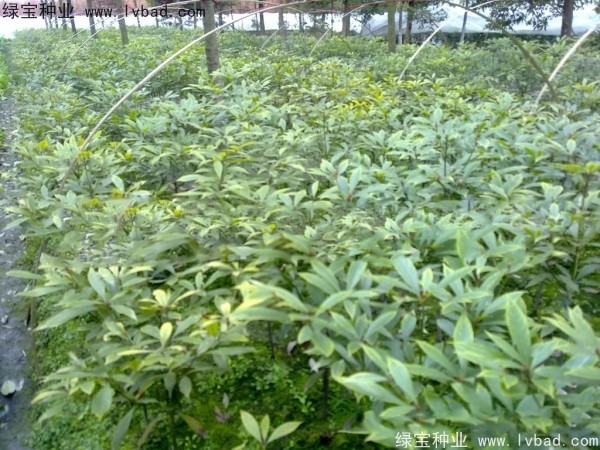 楠木<a href='http://www.hn123.net.cn/' target='_blank'>種子</a>
