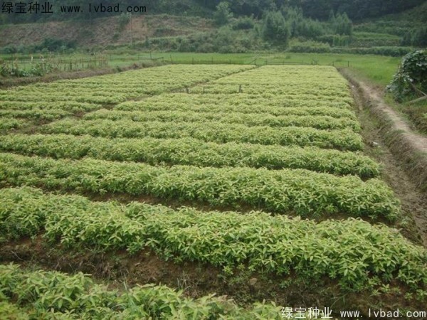 <a href='http://www.hn123.net.cn/linmuzhongzi/2266.html' target='_blank'>楠木</a><a href='http://www.hn123.net.cn/' target='_blank'>種子</a>