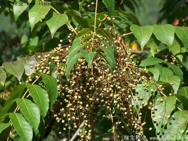 <a href='http://www.hn123.net.cn/linmuzhongzi/2269.html' target='_blank'>漆樹</a><a href='http://www.hn123.net.cn/' target='_blank'>種子</a>