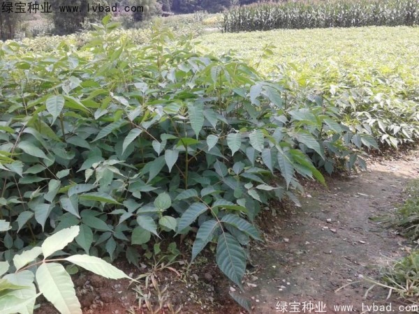 <a href='http://www.hn123.net.cn/linmuzhongzi/2269.html' target='_blank'>漆樹種子</a>