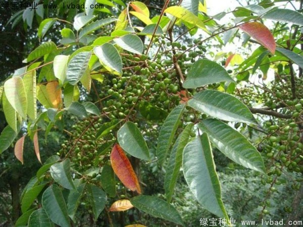 漆樹<a href='http://www.hn123.net.cn/' target='_blank'>種子</a>