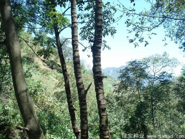 漆樹<a href='http://www.hn123.net.cn/' target='_blank'>種子</a>
