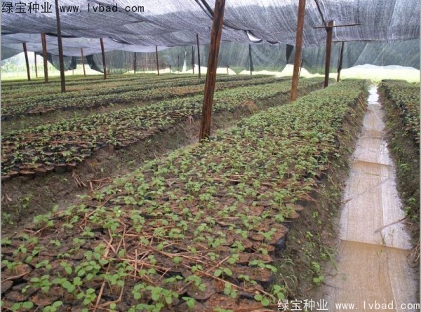 秋楓<a href='http://www.hn123.net.cn/' target='_blank'>種子</a>
